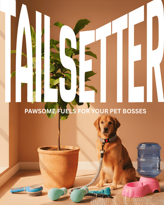 Best Pet Accessory Brand in India 2026: How to Actually Tell - Tailsetter