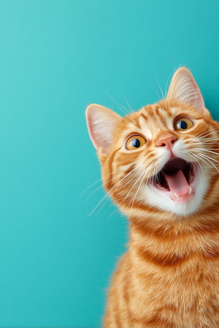 Orange tabby cat with a wide open mouth on a teal background