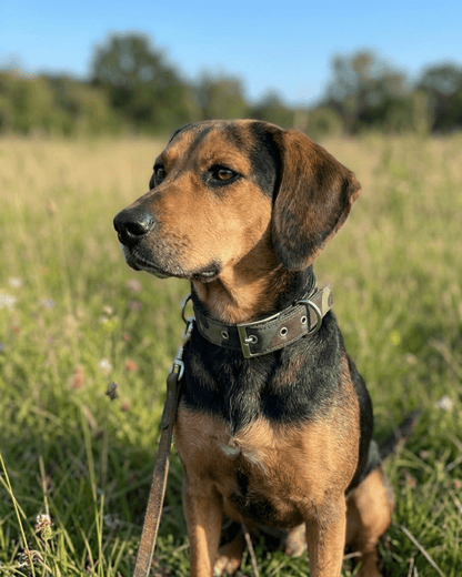 Camouflage Dog Collar | Heavy - Duty Nylon Camo Collar with Metal Buckle — TailSetter - Tailsetter