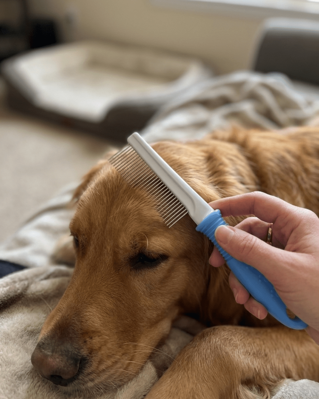 Fine - Tooth Pet Grooming Comb | Stainless Steel Flea & Dematting Comb for Dogs & Cats — TailSetter - Tailsetter