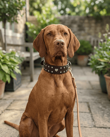 Studded Leather Dog Collar | Crystal & Heart Embellished Premium Collar - TailSetter - Tailsetter